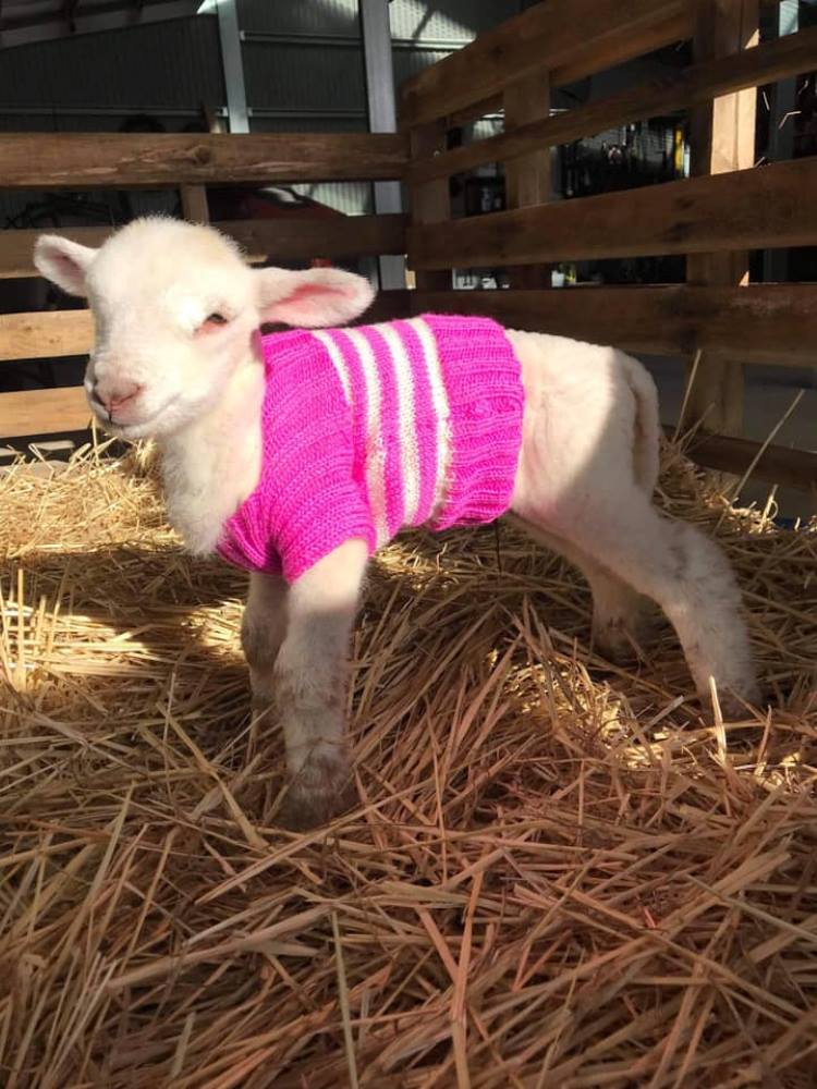Lamb using jumper